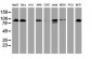 DPP9 Antibody (clone 6A12)